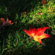 Illustration for article titled Shooting Challenge Fall Leaves Gallery 6